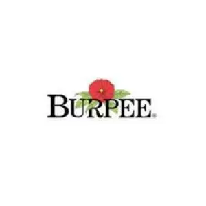 Burpee